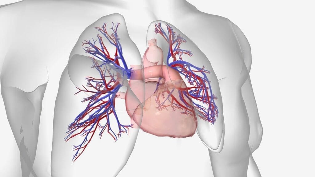 Anatomy of Pulmonary Circulation