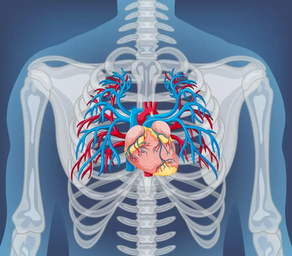 Aortic Root and Its Function