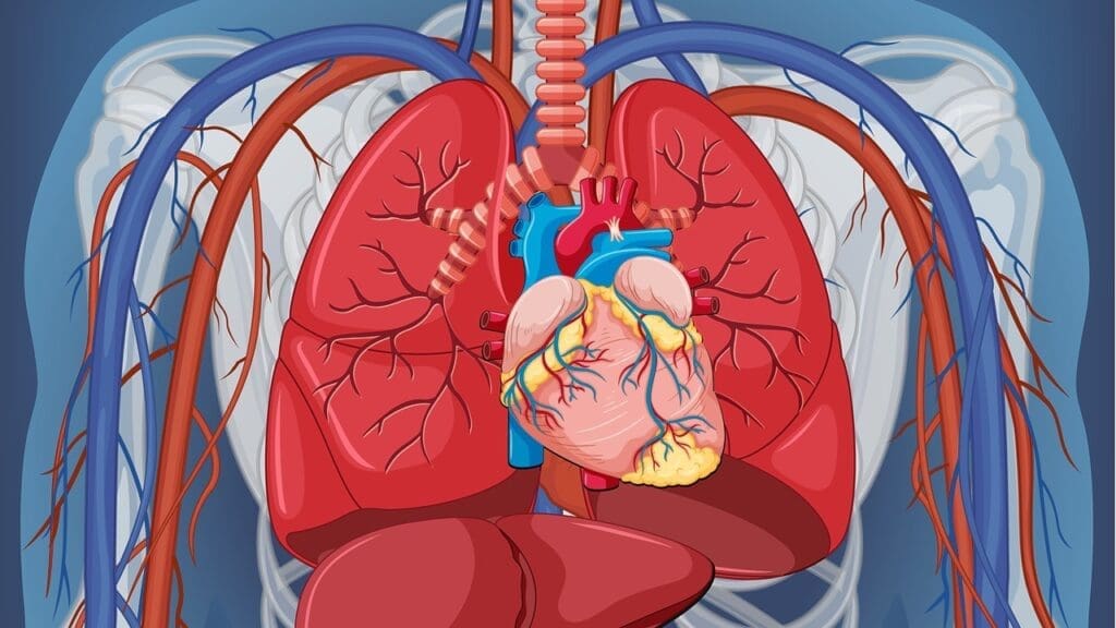 Basics of Pulmonary Circulation