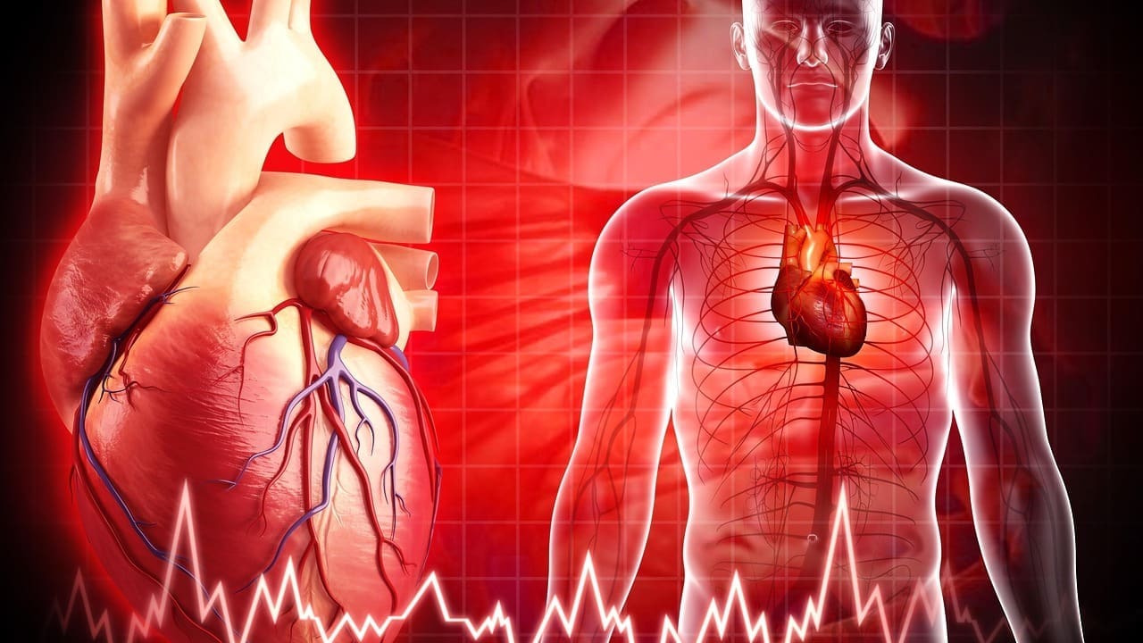 Blood Function in the Circulatory System
