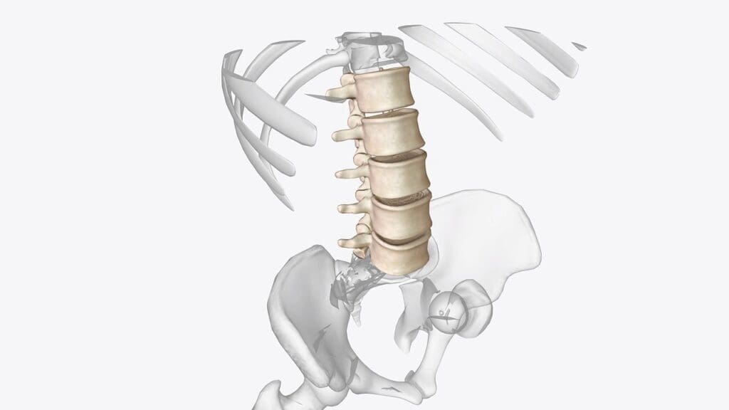Bulging Disc Definition and Characteristics