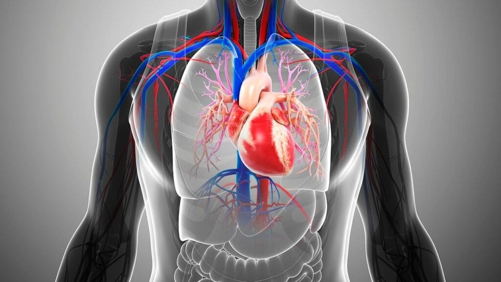 Cardiovascular System Cardiovascular System