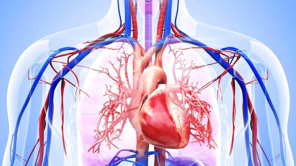 Circulatory System