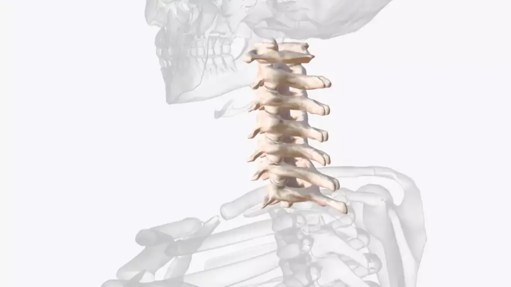 Detailed anatomical illustration of the cervical spine, showcasing the intricate structure of the vertebrae, discs, and surrounding ligaments. Rendered in high-resolution with a clean, scientific aesthetic. Soft, indirect lighting illuminates the three-dimensional forms, highlighting the subtle contours and textures. Captured from a slightly elevated angle to provide a comprehensive view of the cervical region, including the transition to the thoracic spine. The overall composition emphasizes the functional complexity and importance of this critical section of the spinal column.