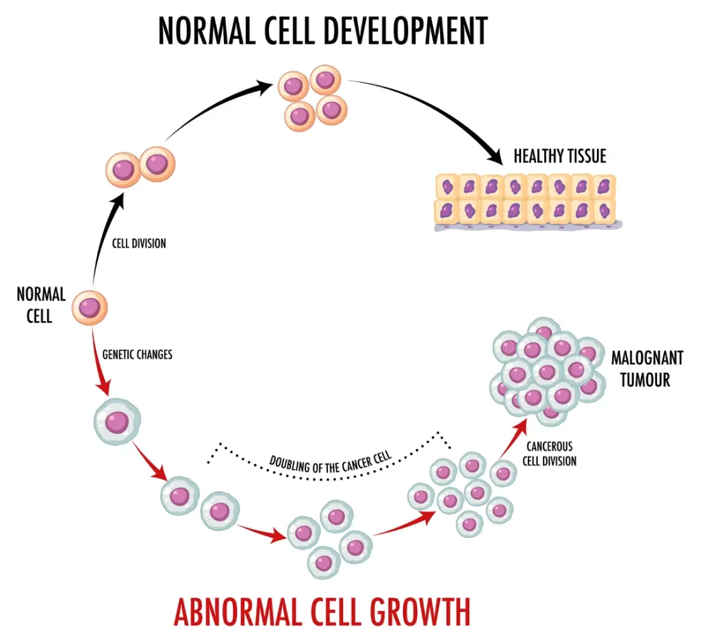 Diagram showing normal cell development Diagram showing normal cell development