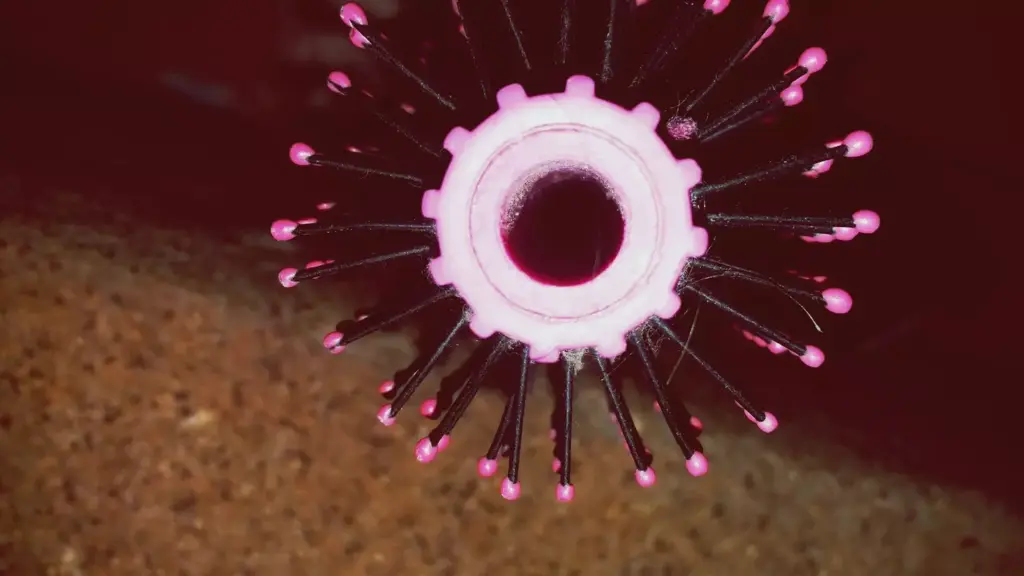 Embryonic stem cells