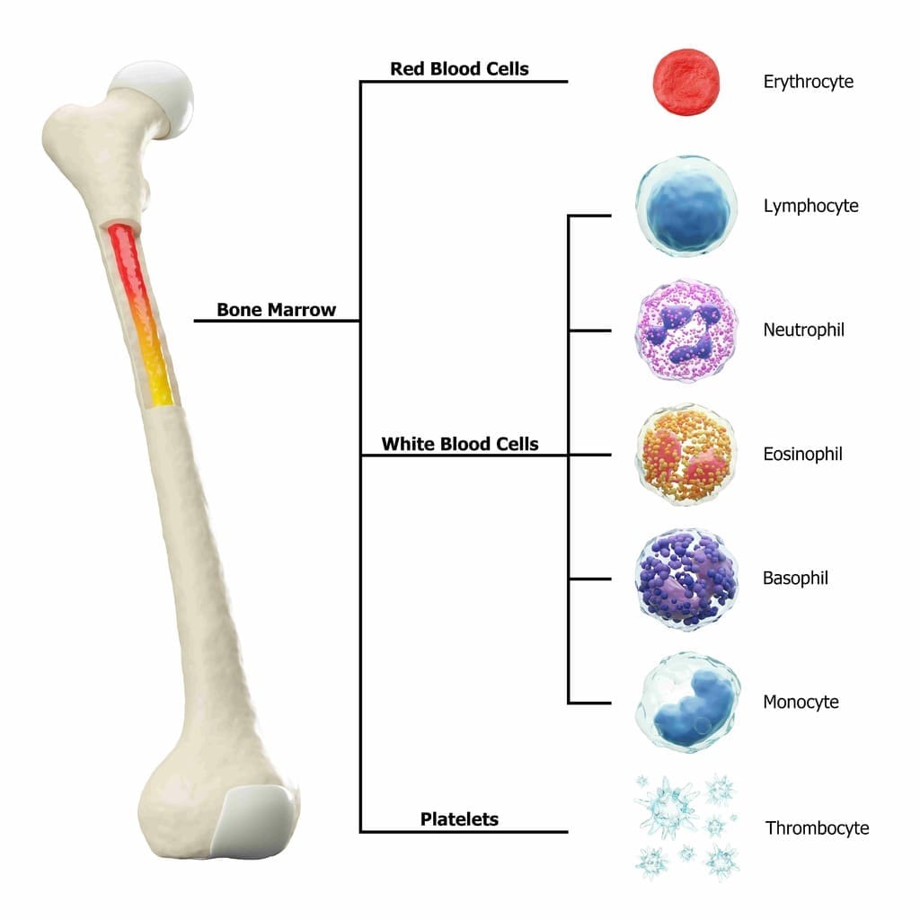 Facts About the Bone Marrow