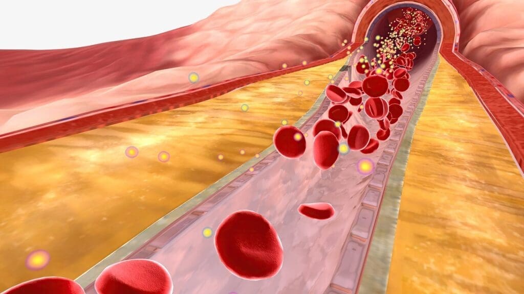 Fundamentals of Blood Vessel Anatomy Fundamentals of Blood Vessel Anatomy
