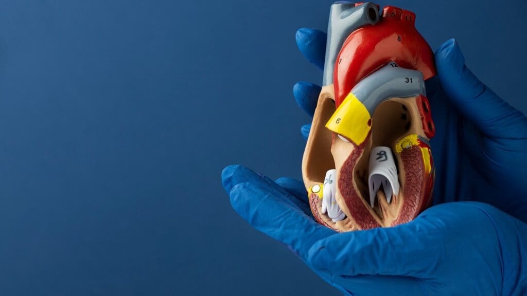 Heart Valve Replacement Options Heart Valve Replacement Options