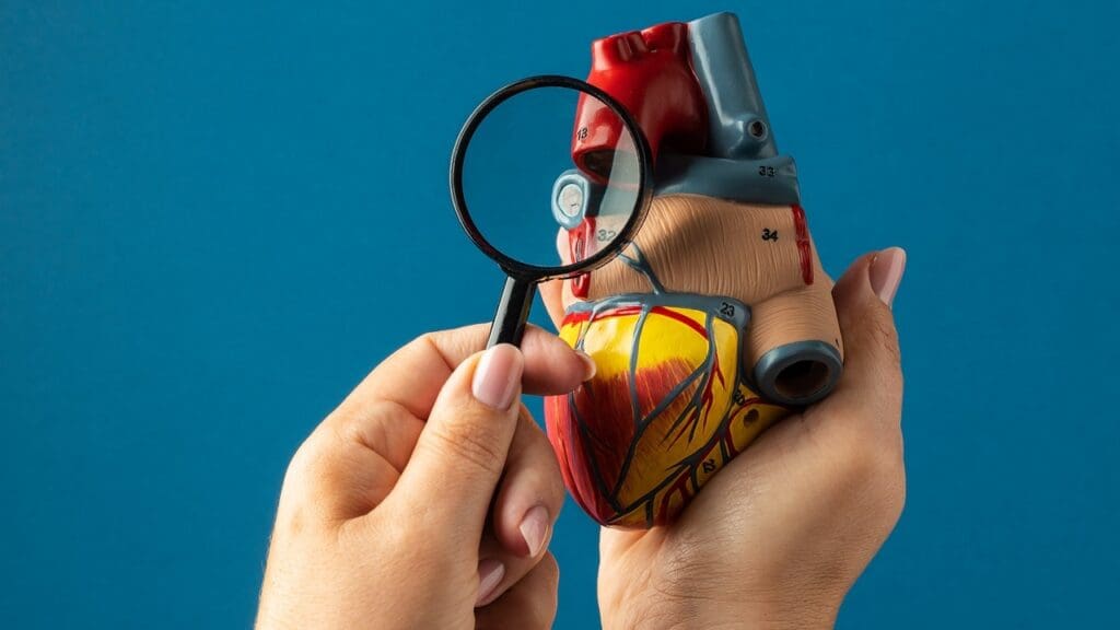 Heart Valves and Their Function Heart Valves and Their Function