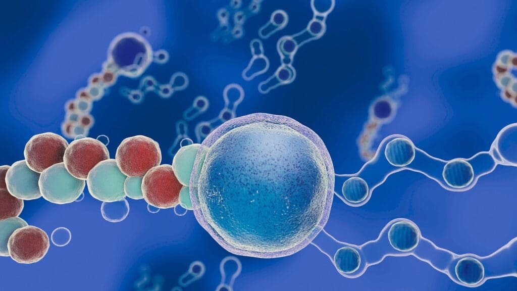 Hematopoiesis Occur in Adults