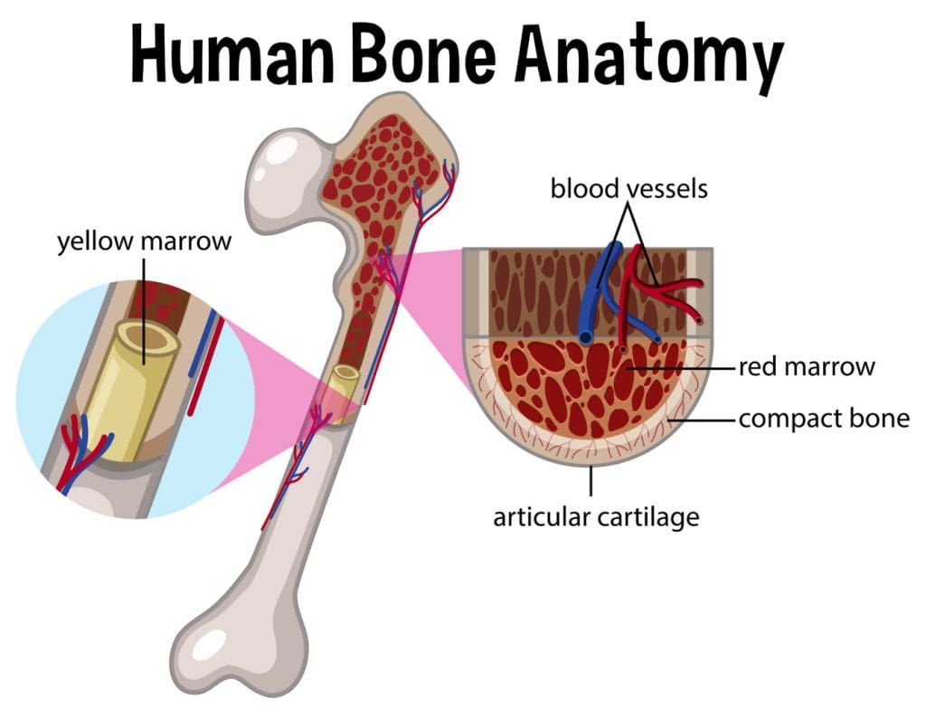 Hematopoietic tissue in the bone marrow