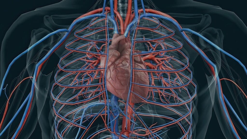 Human Circulatory System