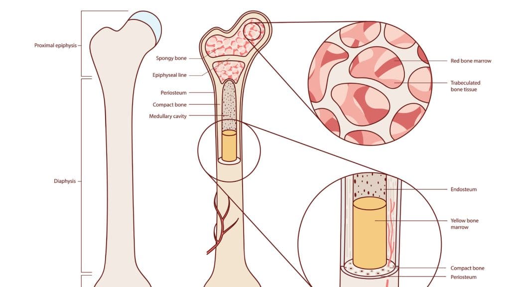 Inside bone Inside bone