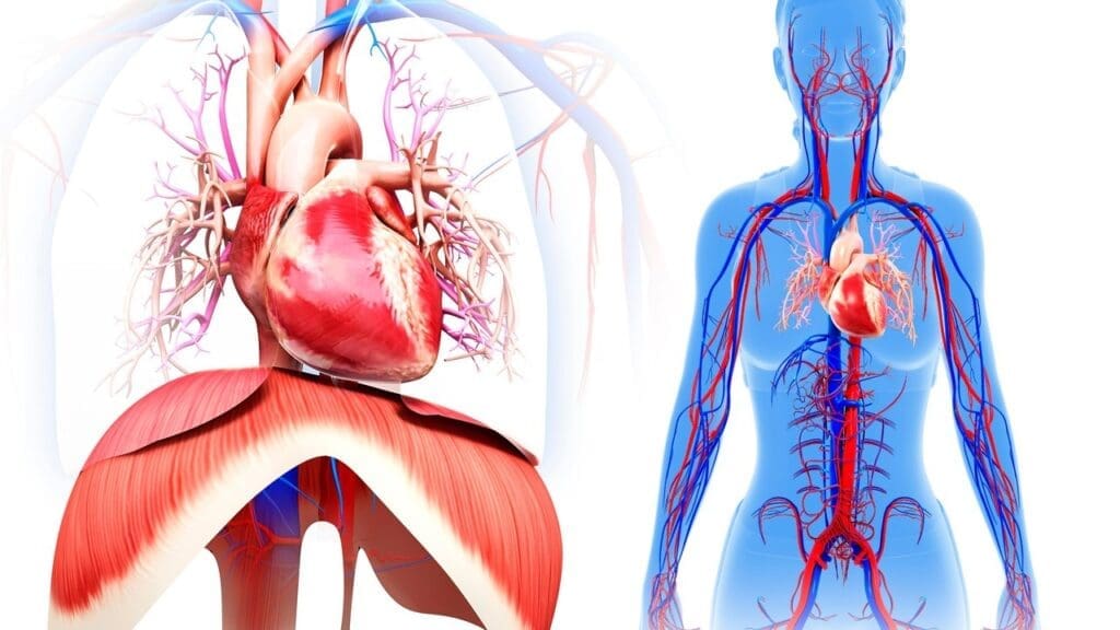 Kinds of Circulation in the Human Kinds of Circulation in the Human