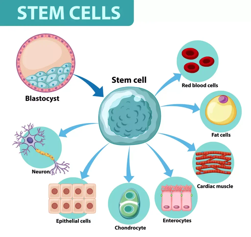Stem Cells and Their role in the ody's cellular regeneration
