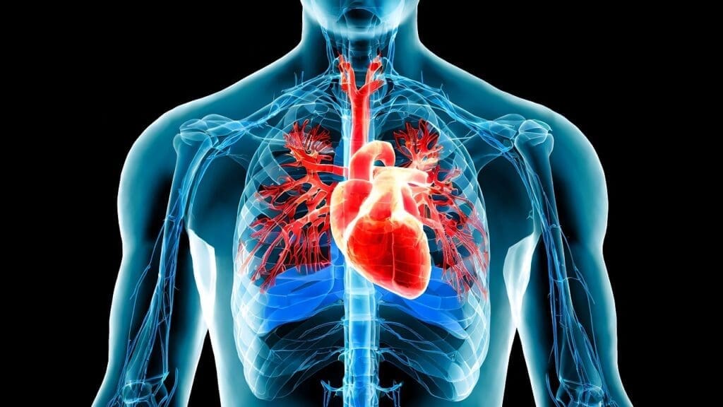 Veins and Arteries Structural Veins and Arteries Structural