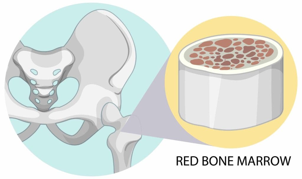 What Is Bone Marrow