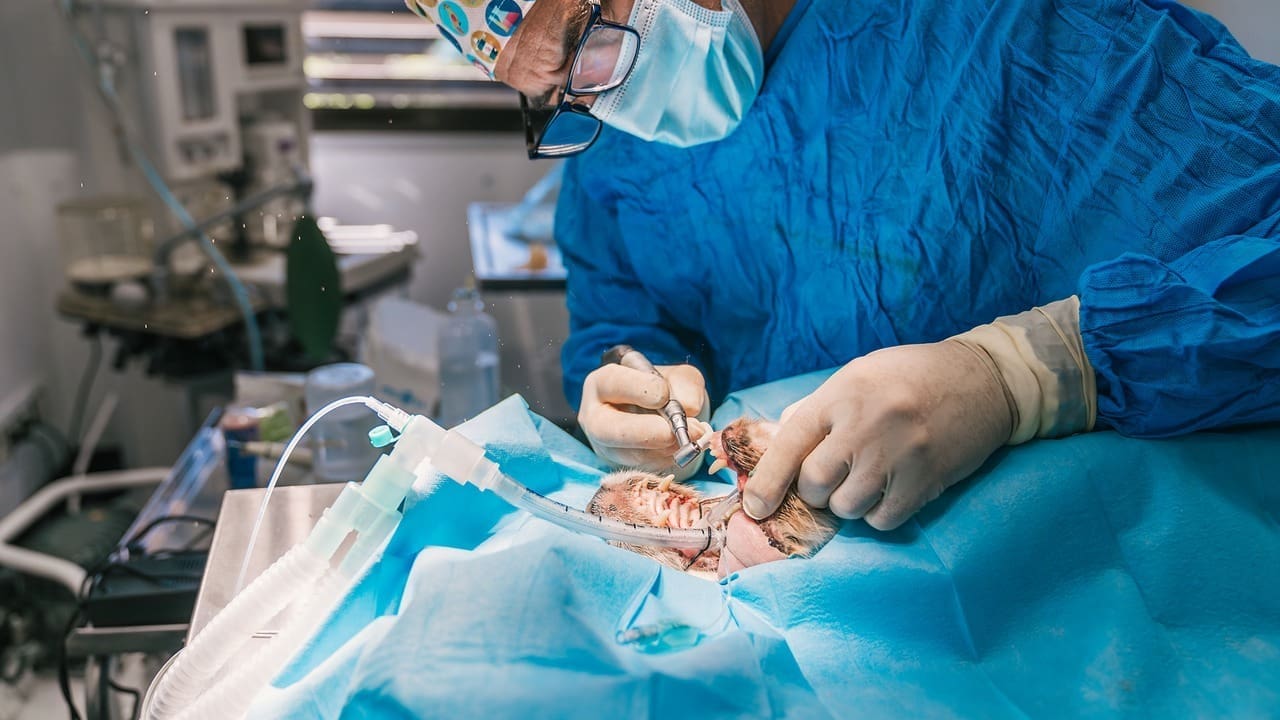 abdominal aorta surgery