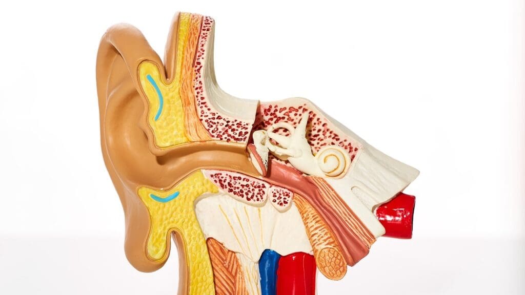 acoustic neuroma symptoms acoustic neuroma symptoms