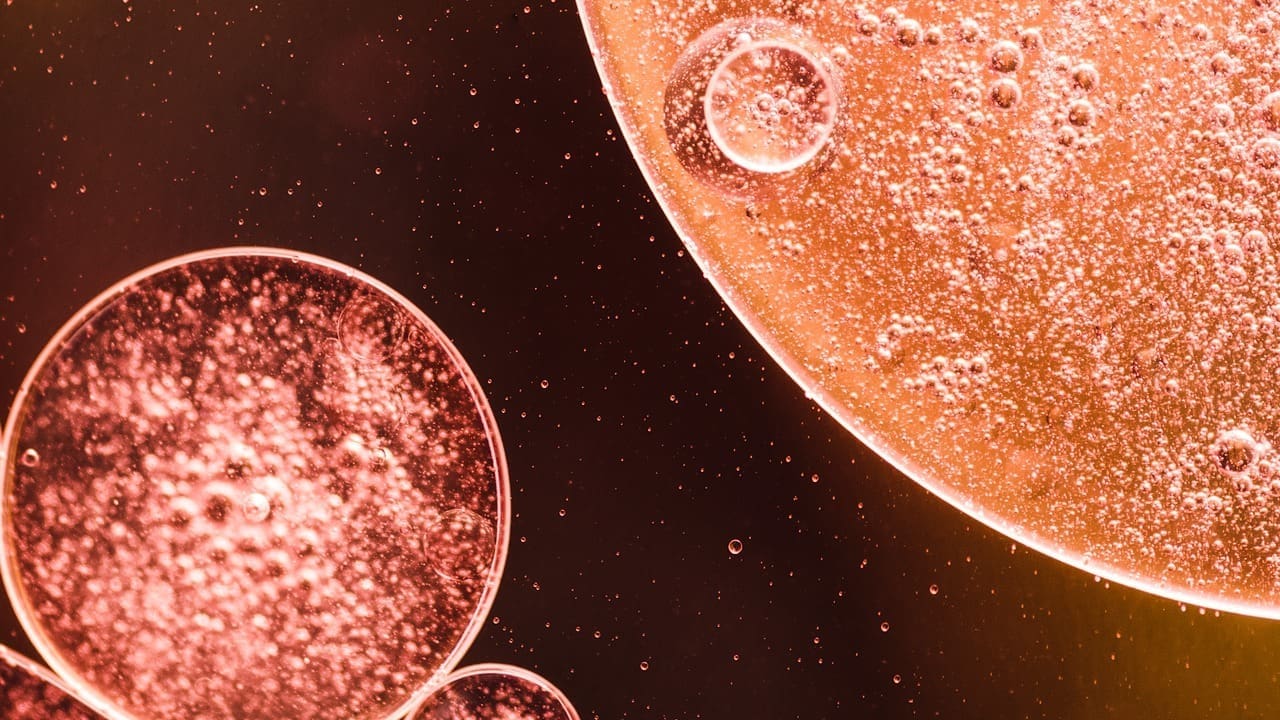 adult repair stem cells