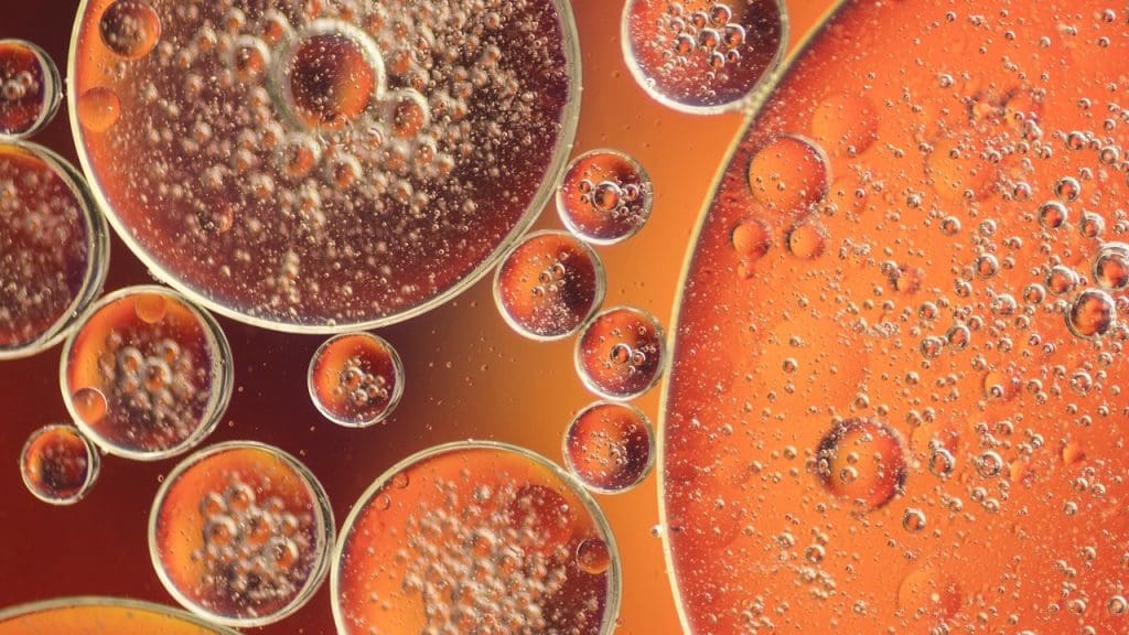 adult stem cells characteristics