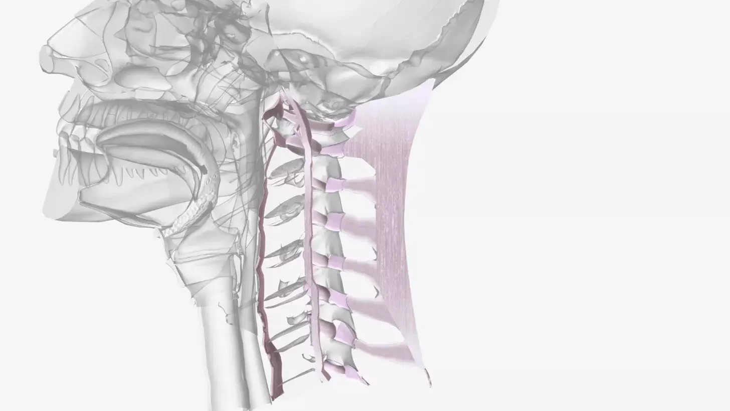 anterior cervical spinal fusion