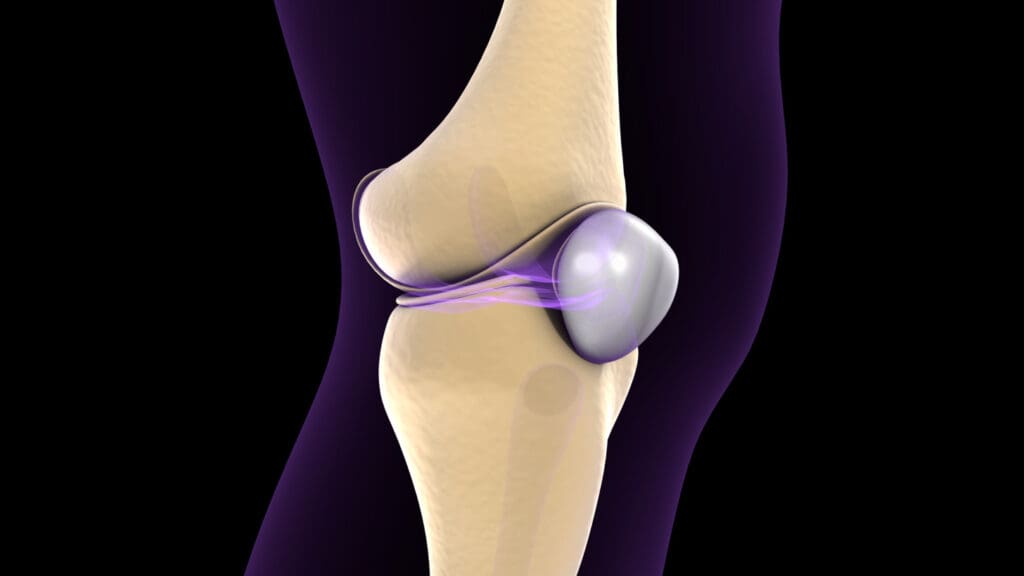 anterior cruciate ligament (ACL) within the human knee joint
