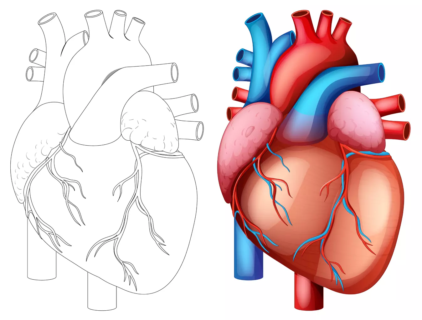 aortic arch diagram