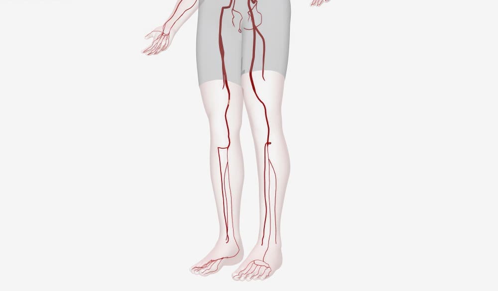 arteries behind the knee arteries behind the knee