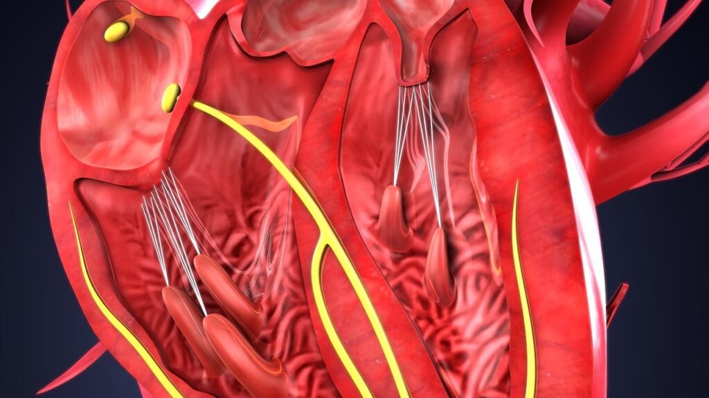 ascending aorta artery