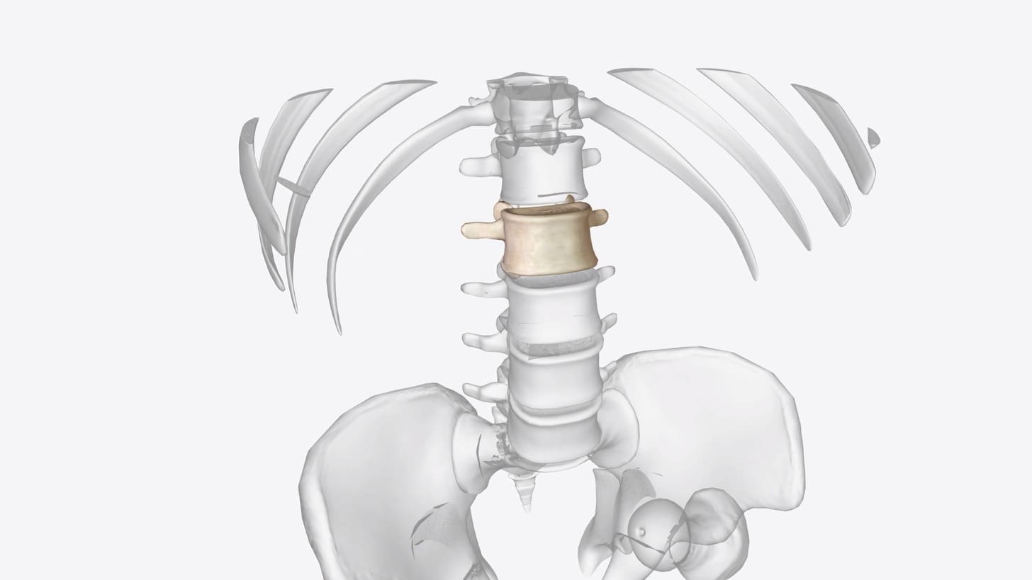 auto fusion of vertebrae