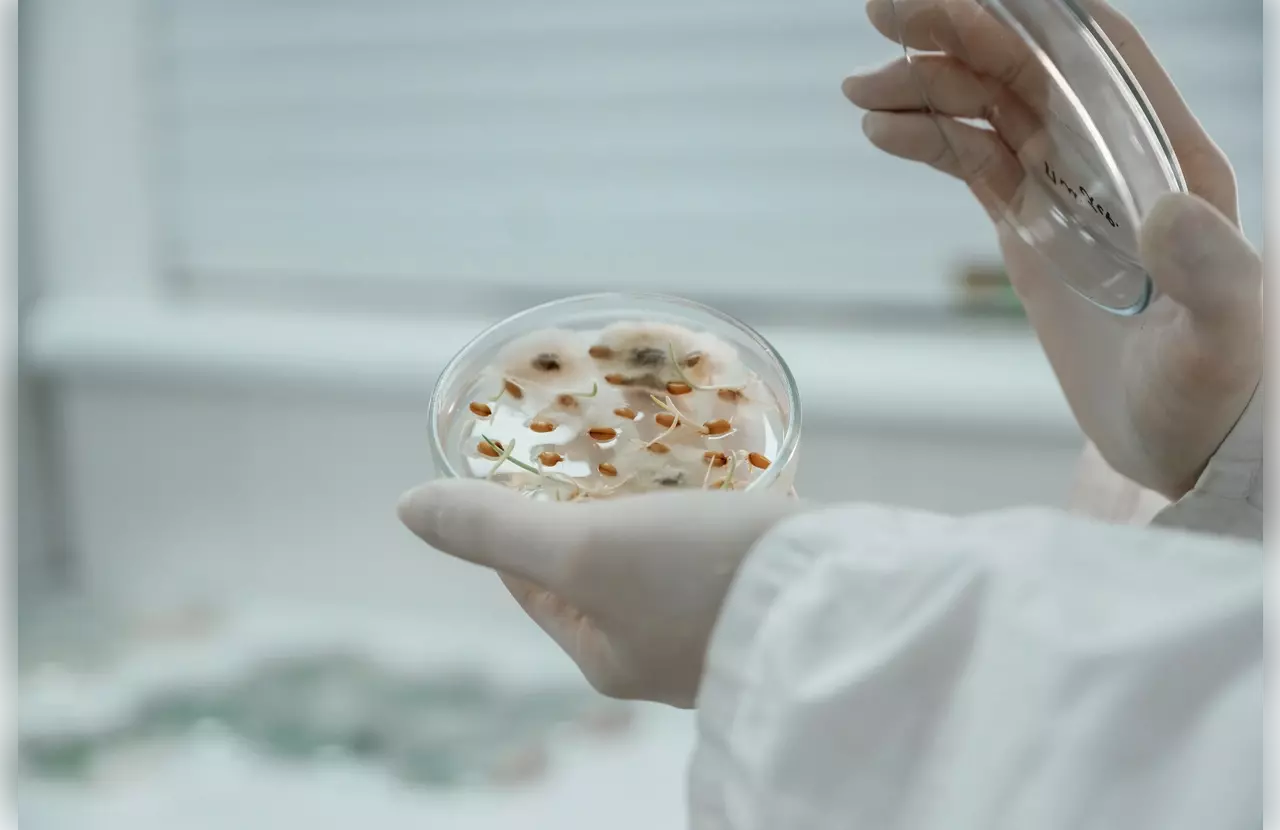 autologous stem cell