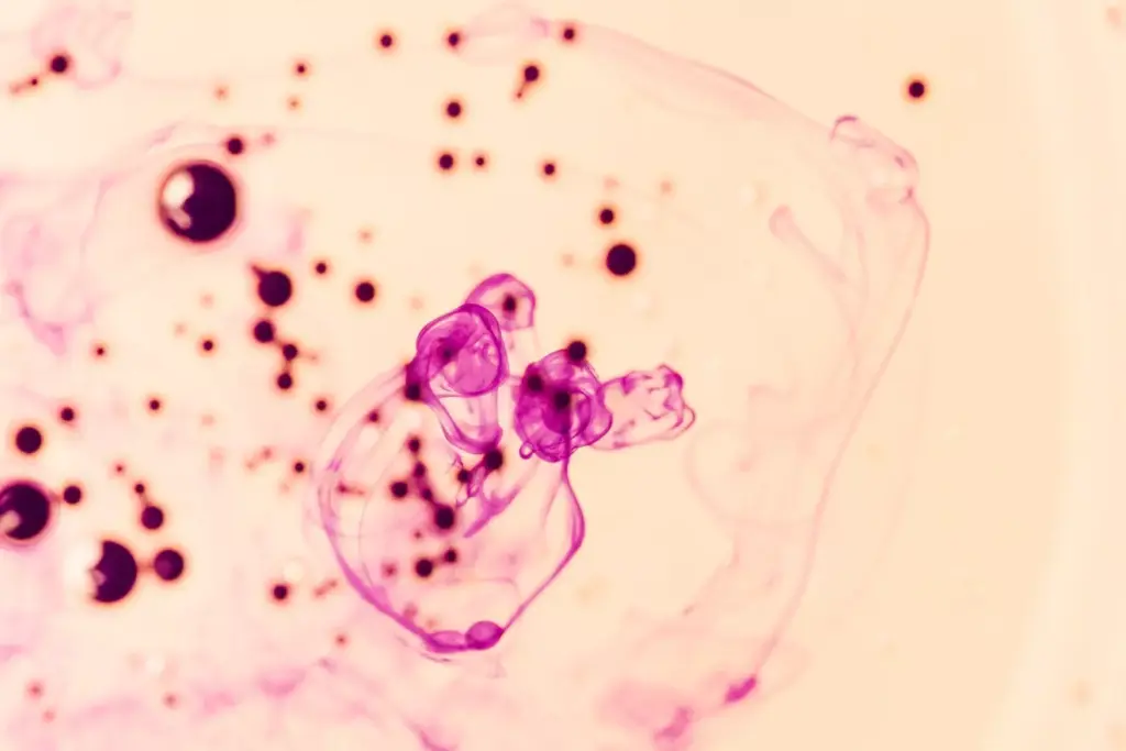 b lymphocytes b lymphocytes