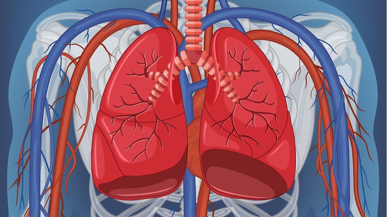 blood vessels in the lungs labeled
