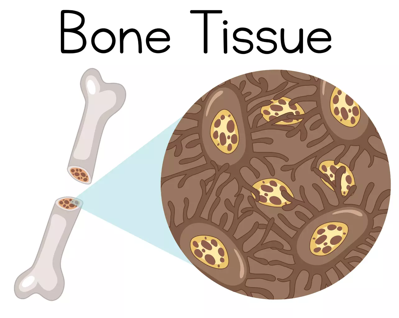 bone marrow diagram