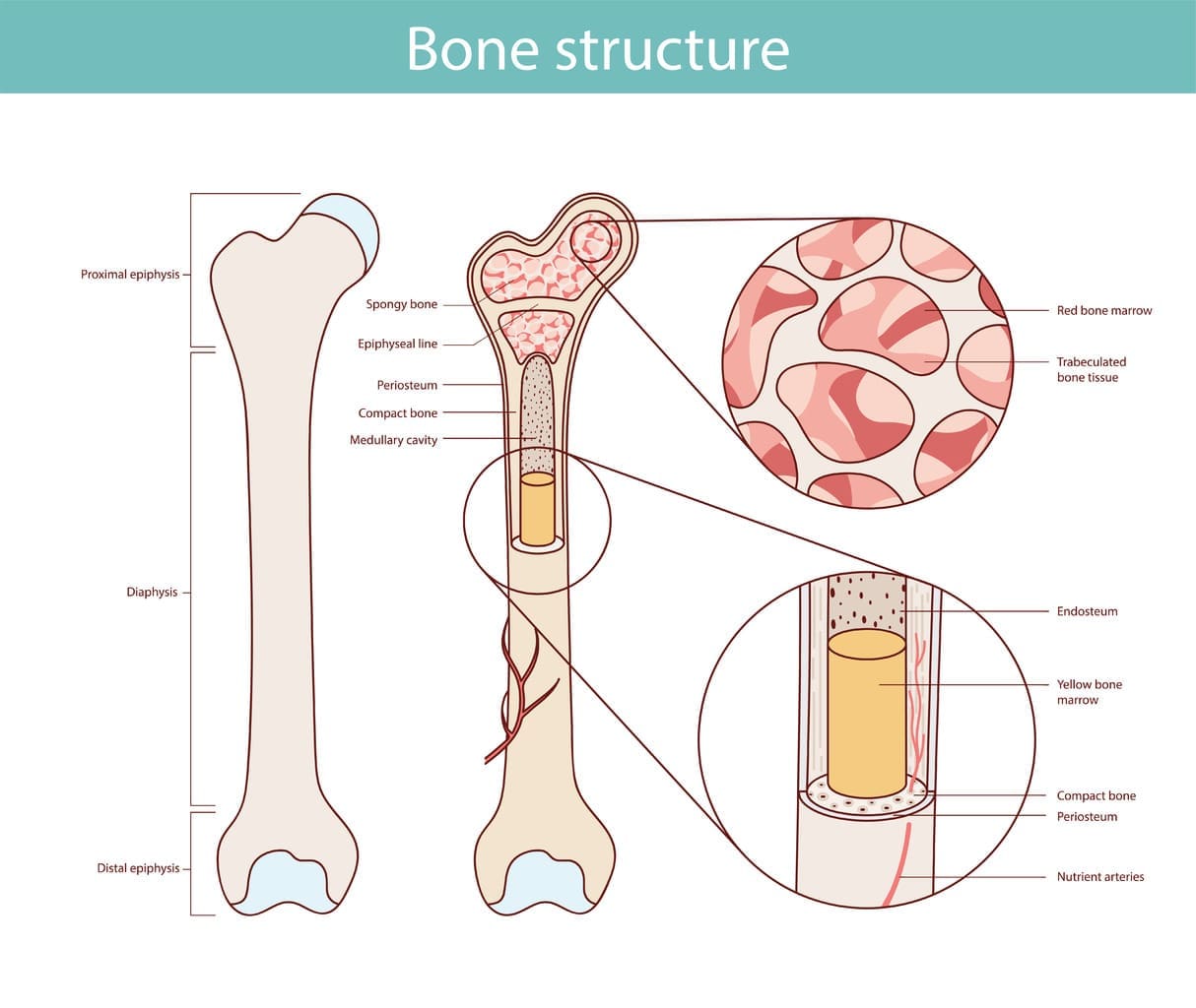 bone marrow structure
