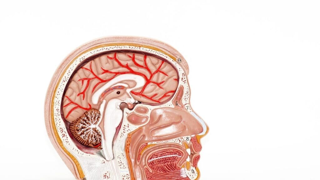 brain stem tumor statistics
