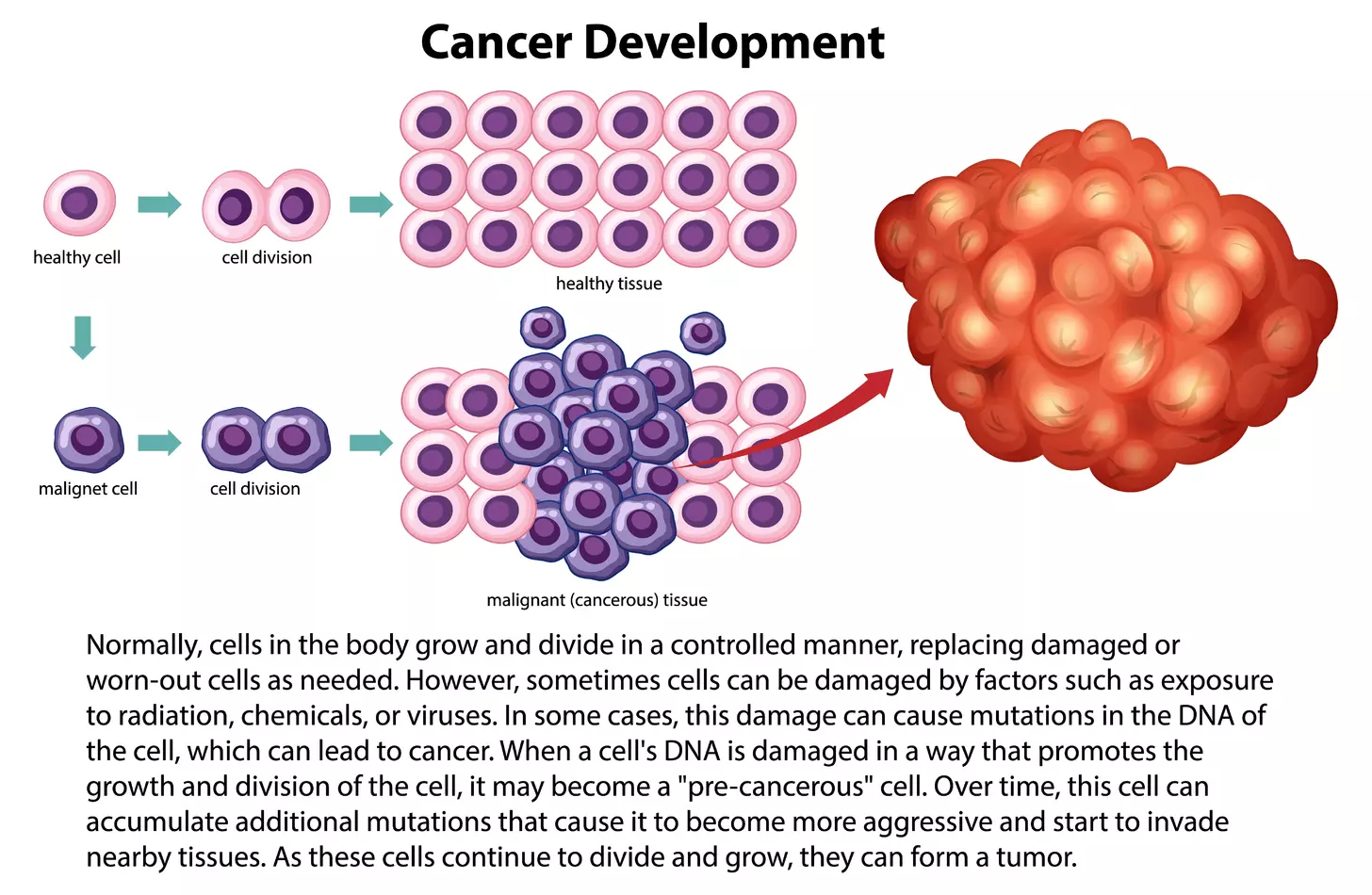 car t lymphocytes