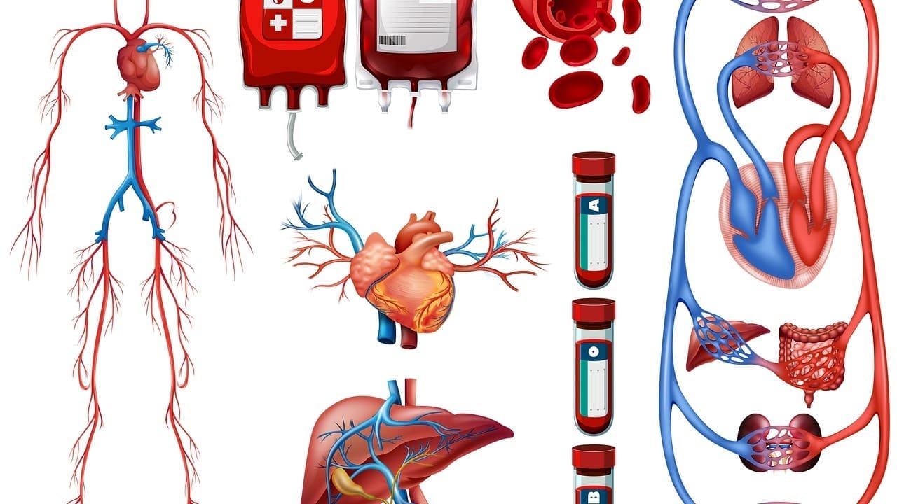 do arteries carry blood away from the heart