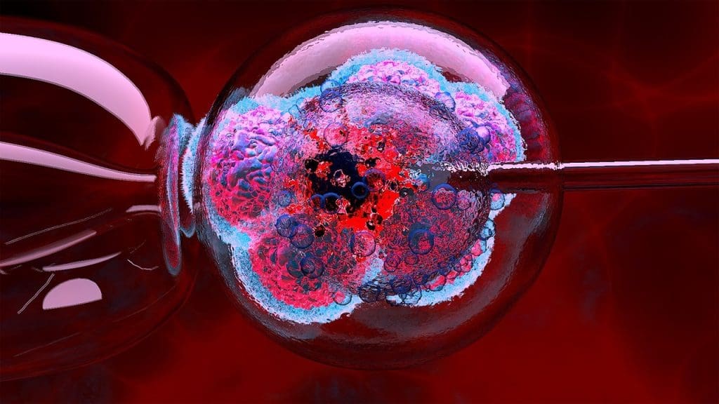 embryonic stem cell vs somatic stem cell