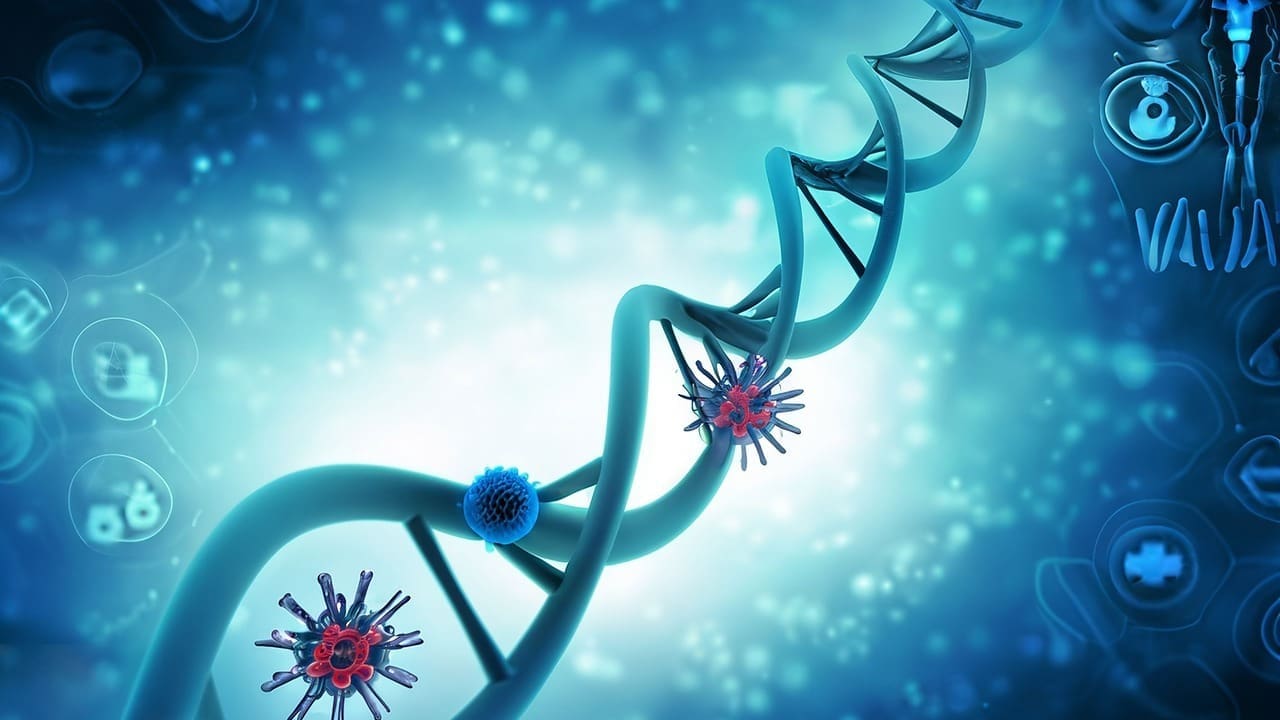 haplo stem cell transplant