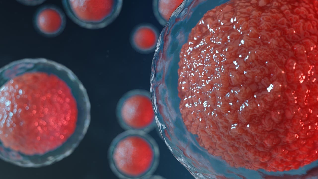 hematopoietic stem cells