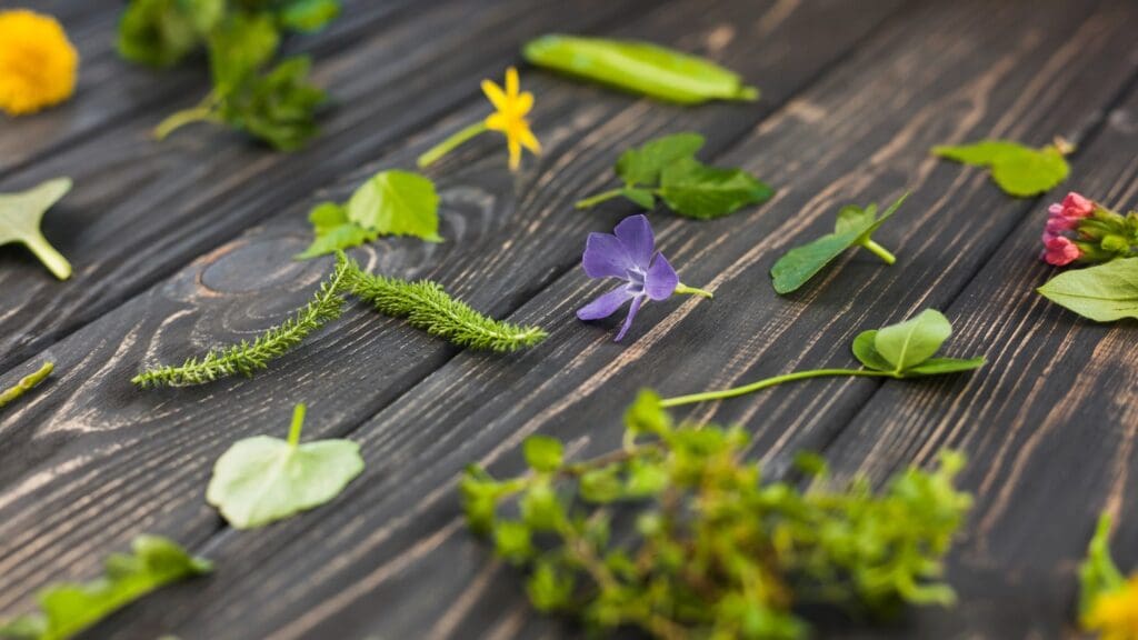 herbs in nature