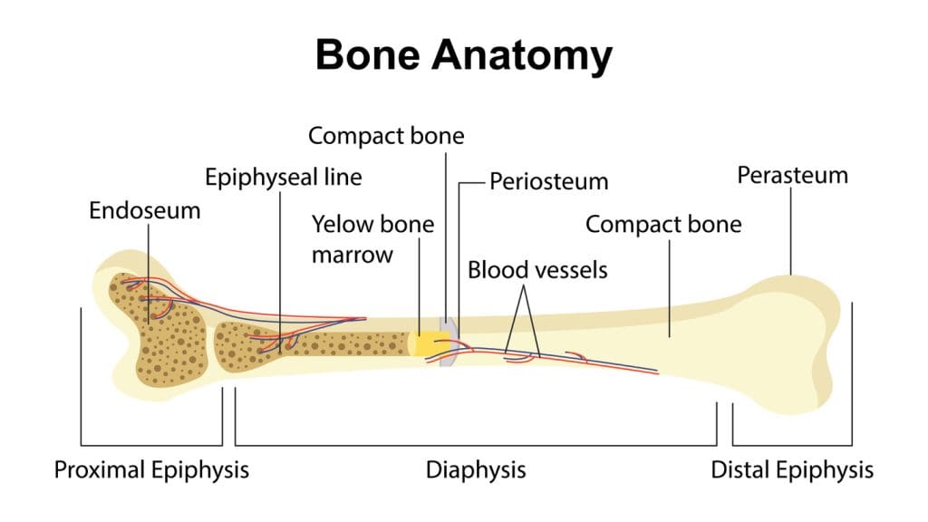 human bone interior