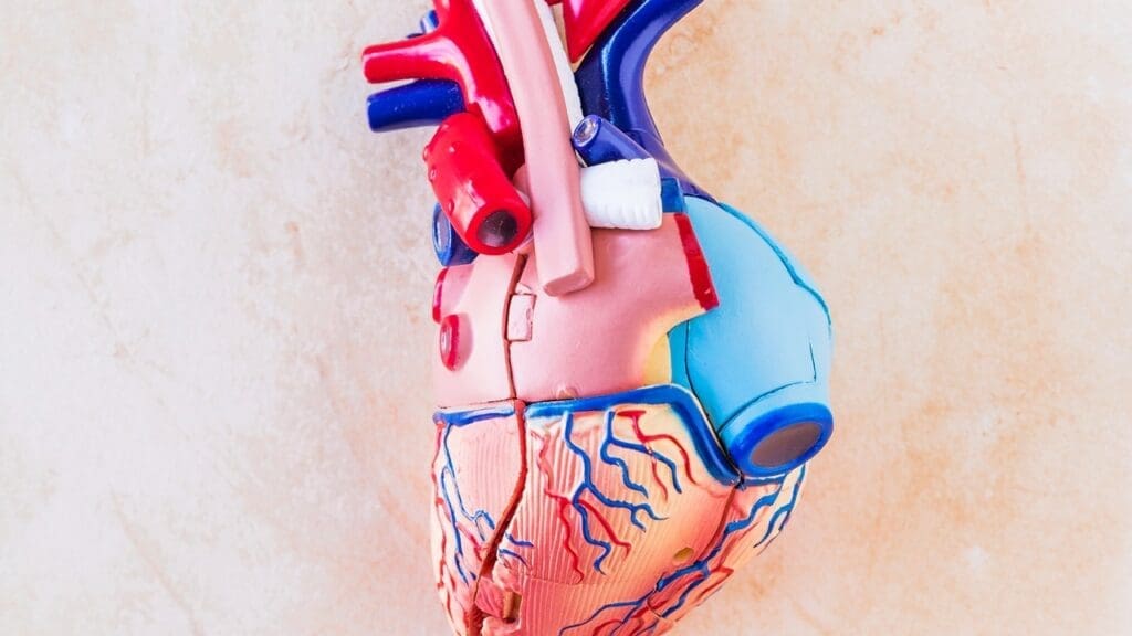 human circulatory system human circulatory system