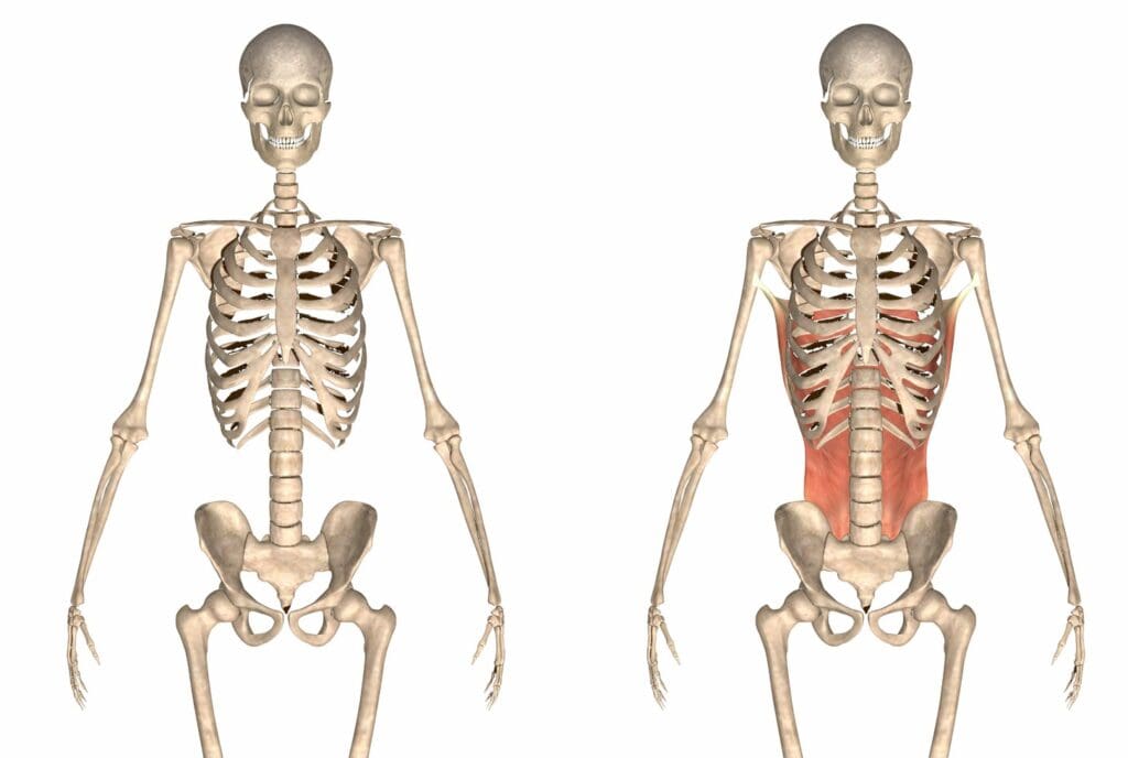 human skeletal structure human skeletal structure