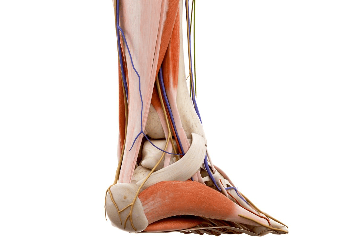 Flex Foot with Torn Achilles: The Critical Warning Signs to Spot