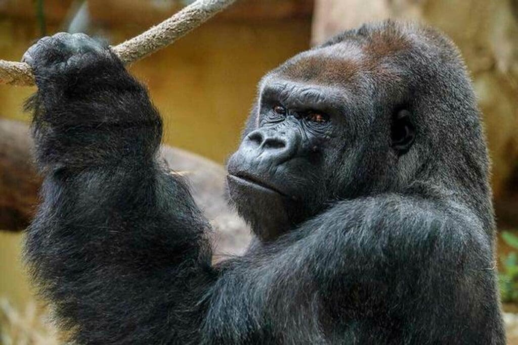 How Many CT Scans Not Been Seen by Radiologists? 3 How Many CT Scans Not Been Seen by Radiologists?