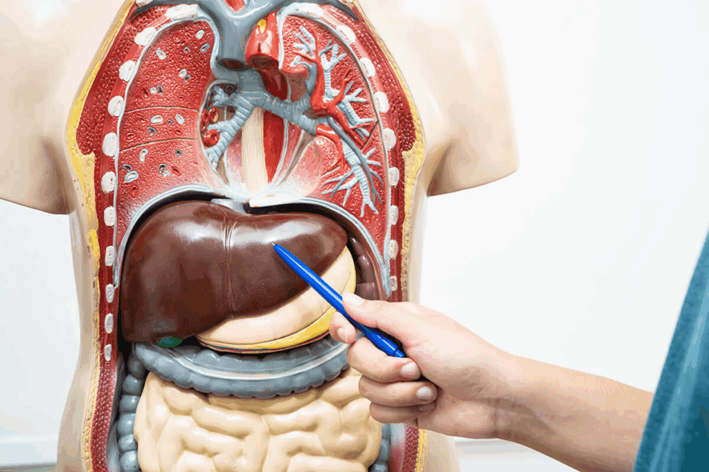 Liver Drainage Bag: 10 Essential Safety Facts 1 Liver Drainage Bag: 10 Essential Safety Facts